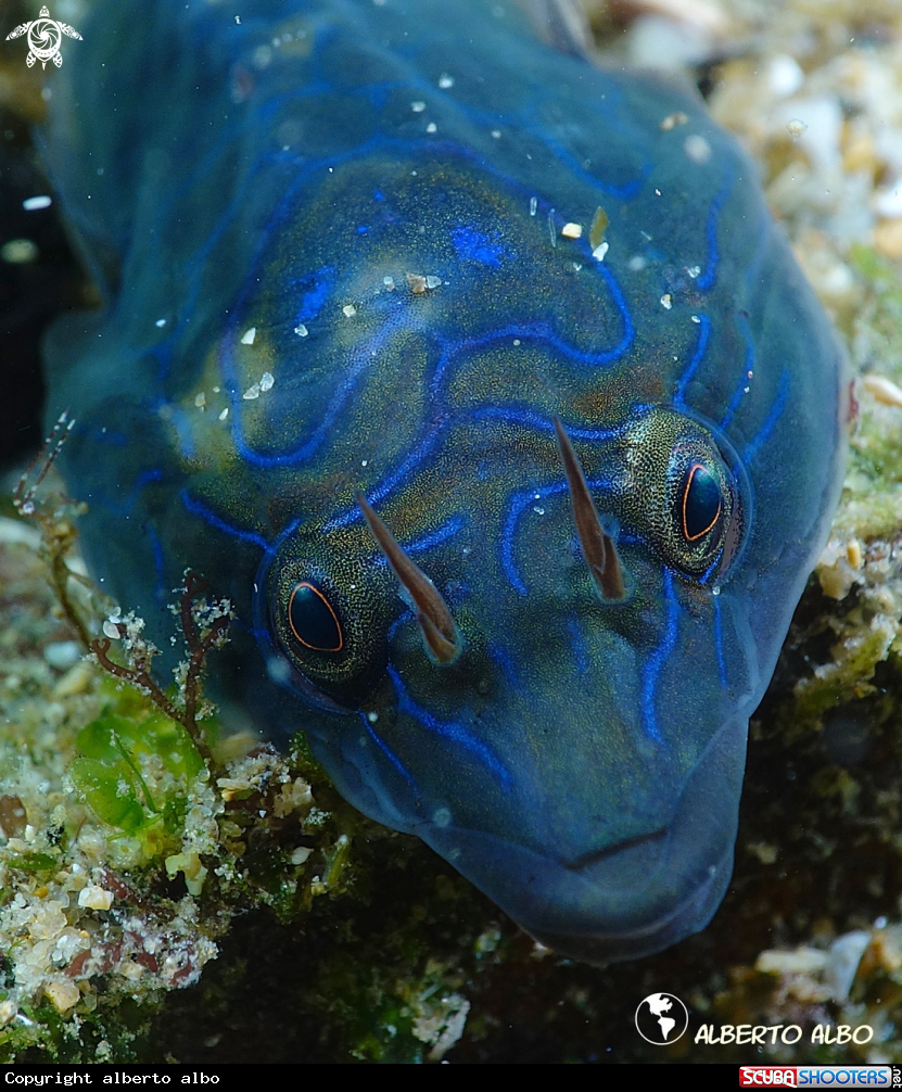 A Chafaroca