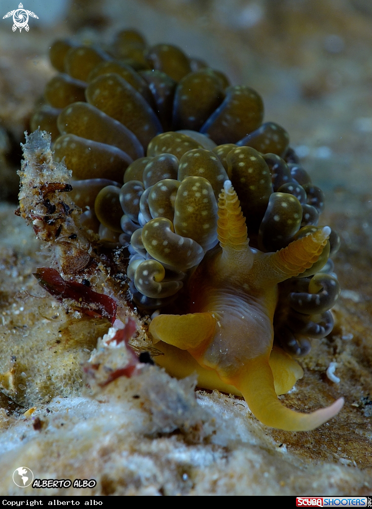 A Nudibranqueo