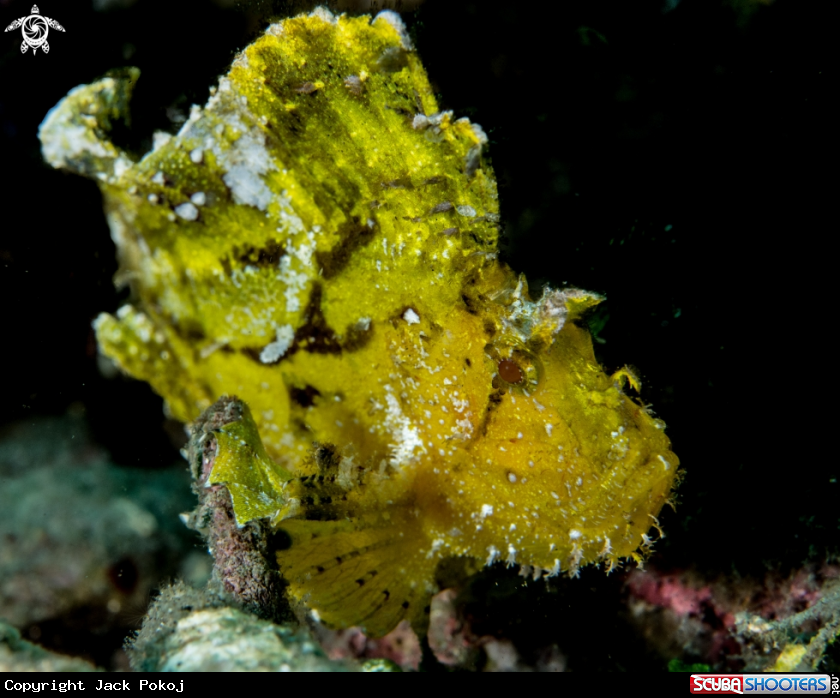 A Leaf scorpionfish