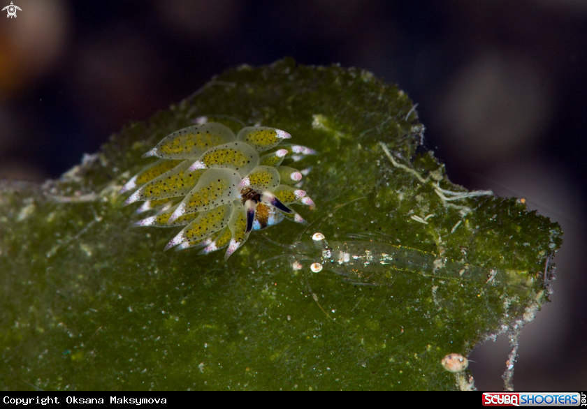 A Nudibranch  Costasiella kuroshimae