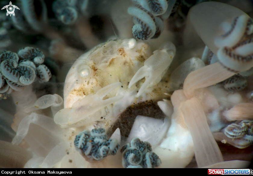 A Caphyra sp.