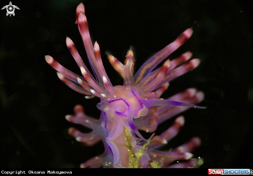 A Nudibranch Coryphellina rubrolineata