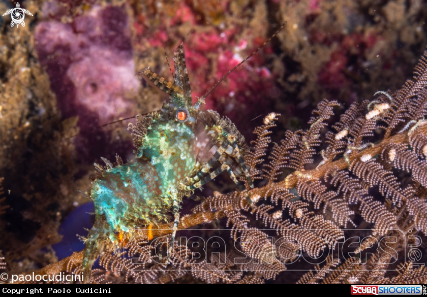 A Marbled Shrimp Complex