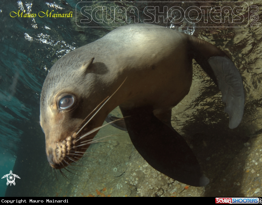 A Sea lion