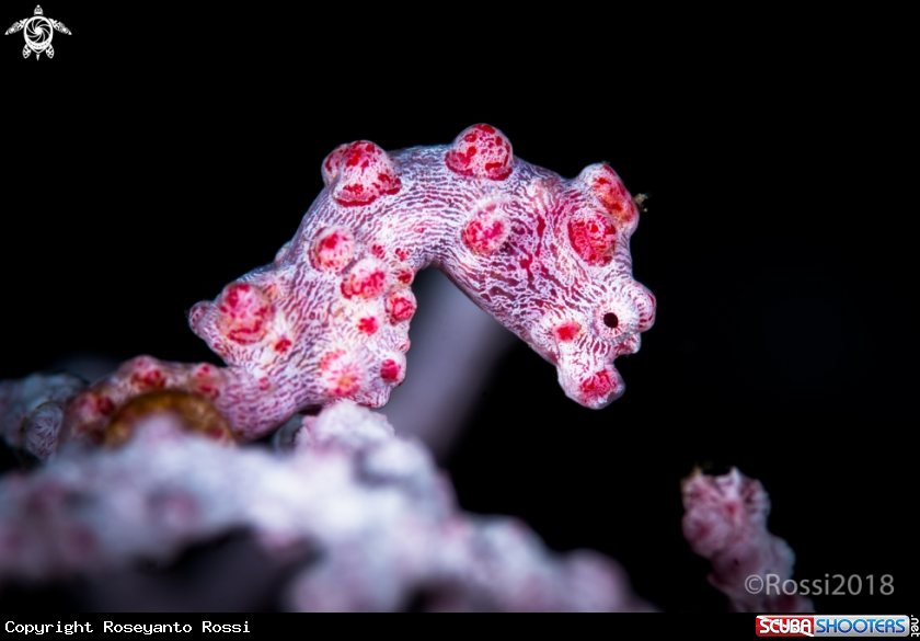 A Pygmy seahorse