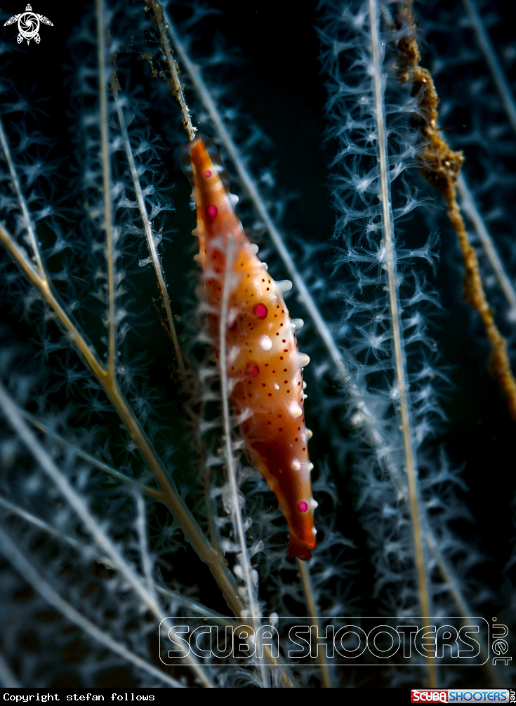 A Allied Cowry