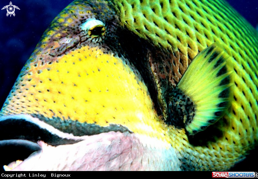 A Parrot Fish follwing us .Mauritius