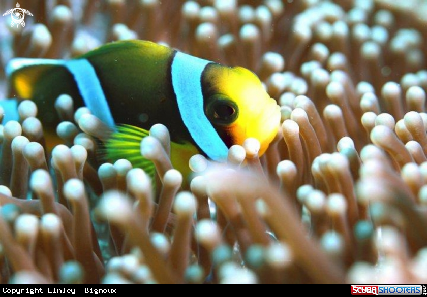 A Clownsfish Macro up close in the Anemone,Mauritius.