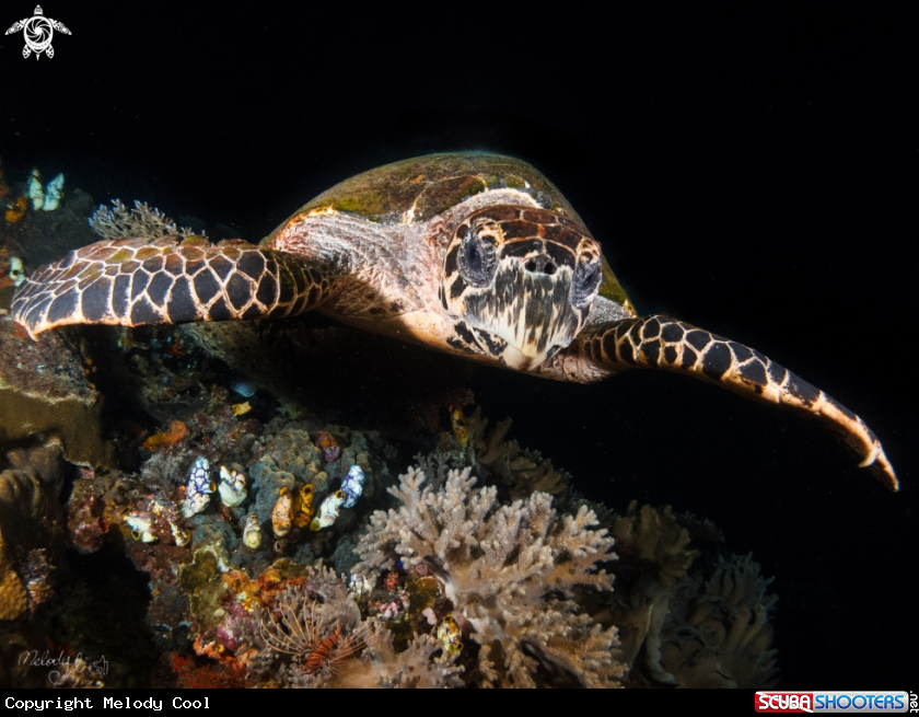 A sea turtle