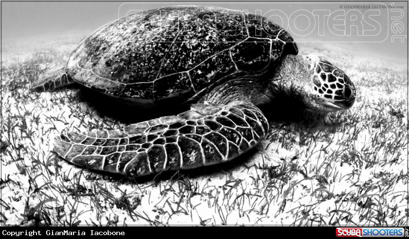 A Green Turtle