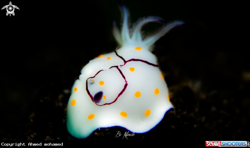 A Nudibranch 