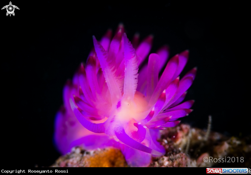 A Coryphellina