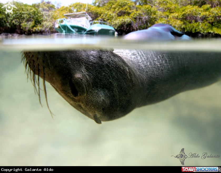 A  Galápagos Sea Lion 