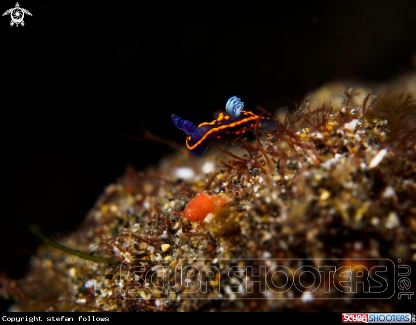A Nudibranch