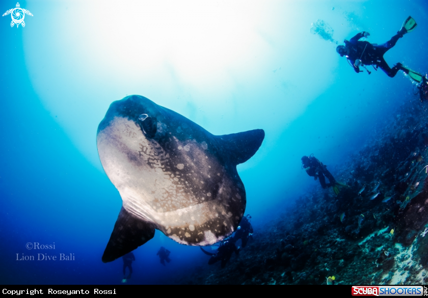 A Mola mola