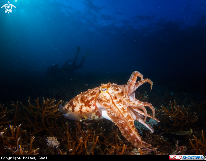 A CuttleFish