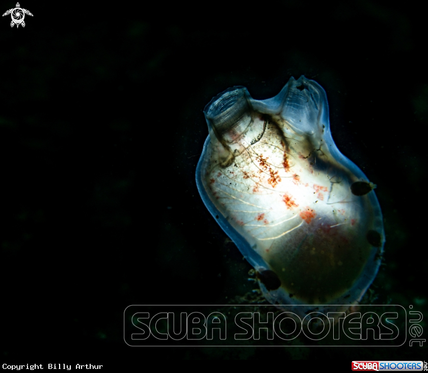 A Gasmantle Sea squirt