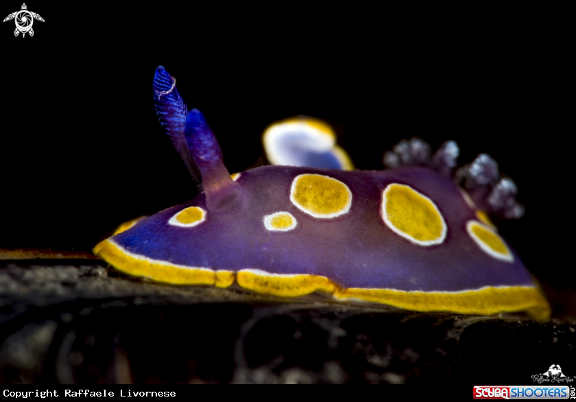 A chromodoris luteorosea