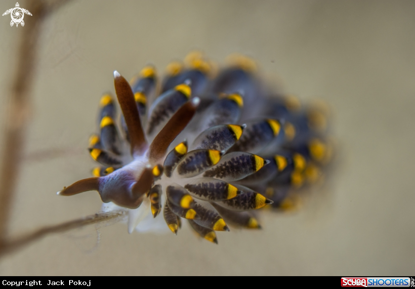 A Trinchesia sp.
