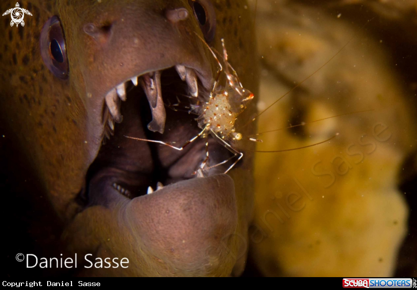 A Transparent Cleaner Shrimp pregnant and Giant Moray