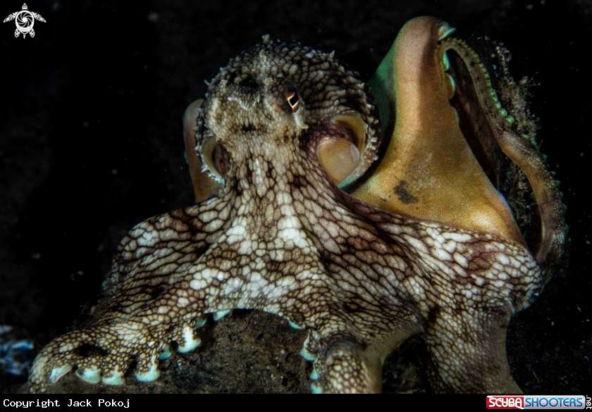 A Coconut octopus