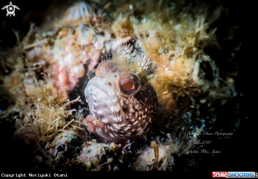 A Moss fringehead