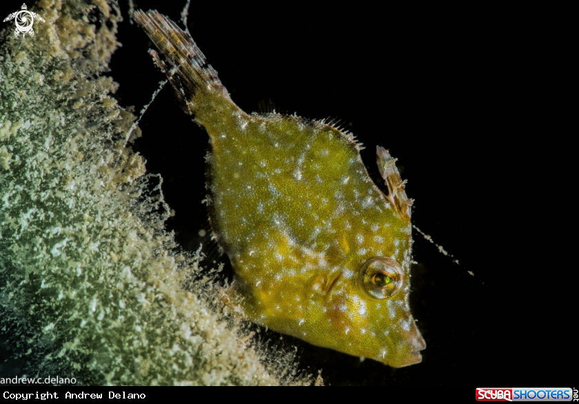 A Green Filefish
