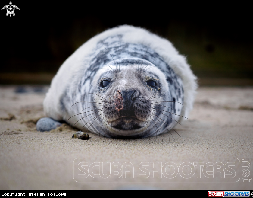 A Grey Seal (pup)