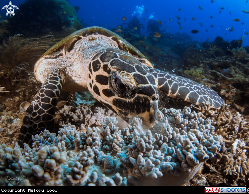 A sea turtle