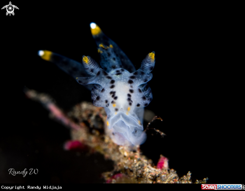 A Nudibranch