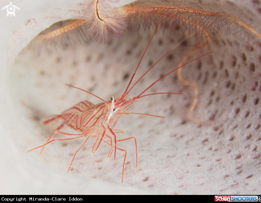 A Peppermint Shrimp