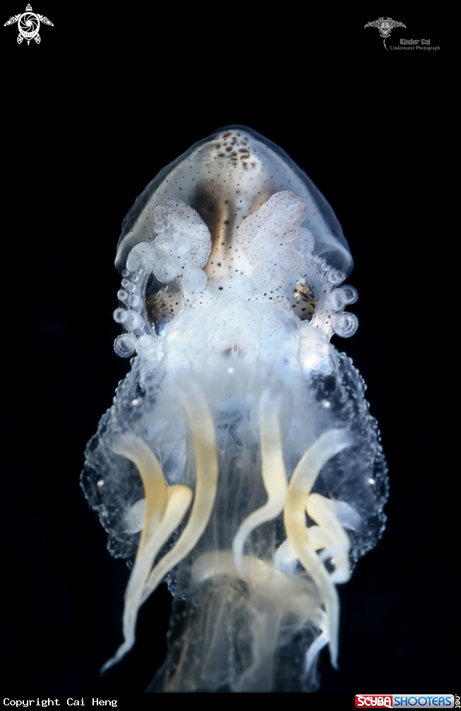 A Paper nautilus