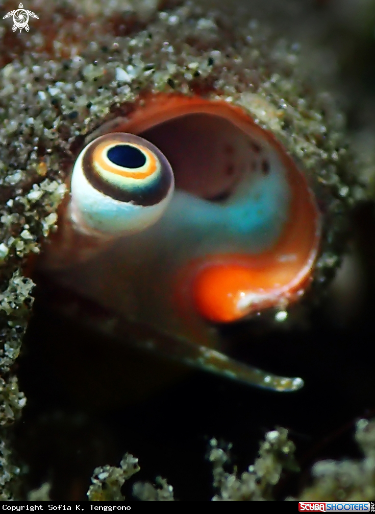 A Conch