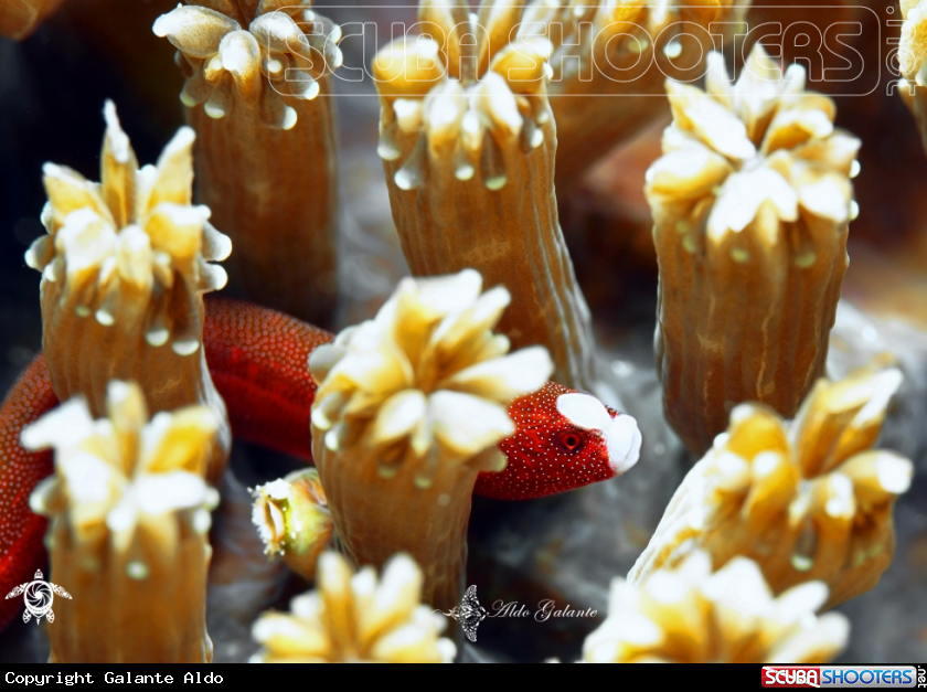 A Braun's Pughead Pipefish - Galaxea Pipefish