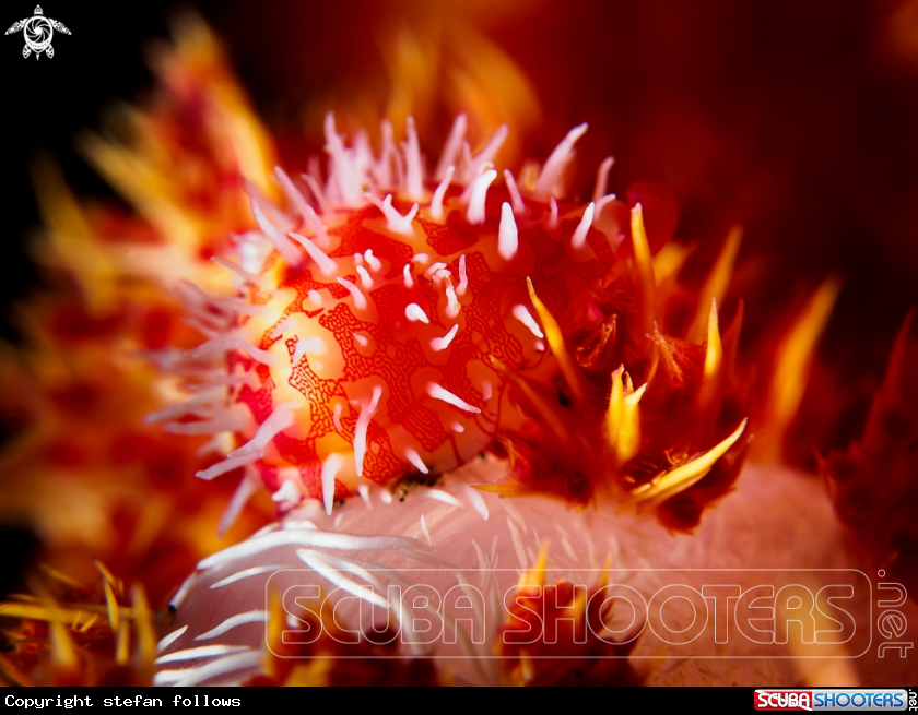 A Allied Cowrie