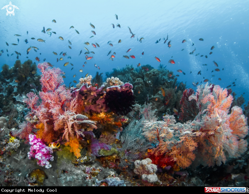 A coral