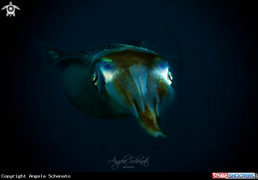 A Sepiidae