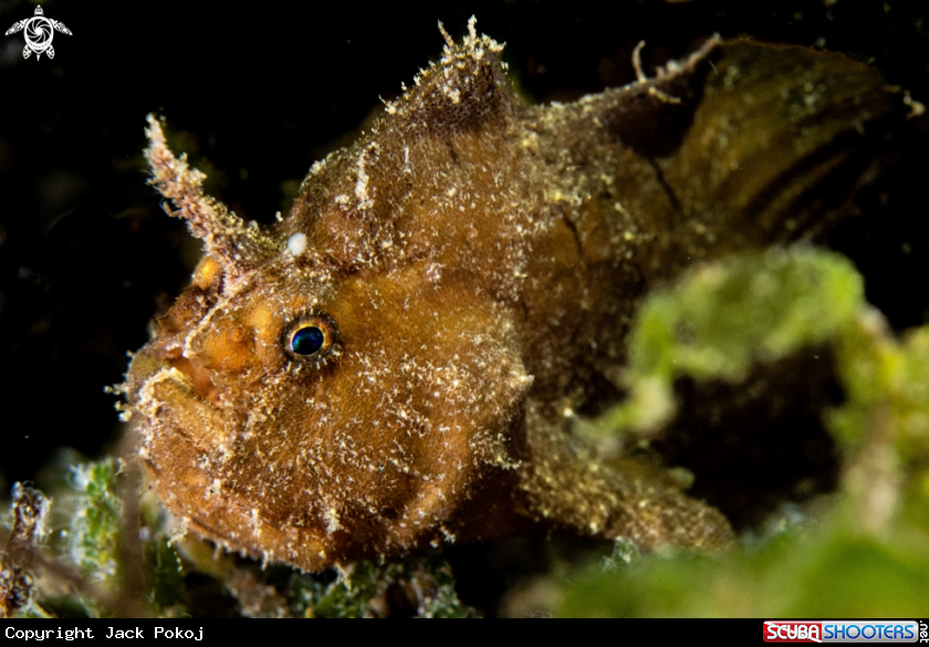 A Randall's frogfish