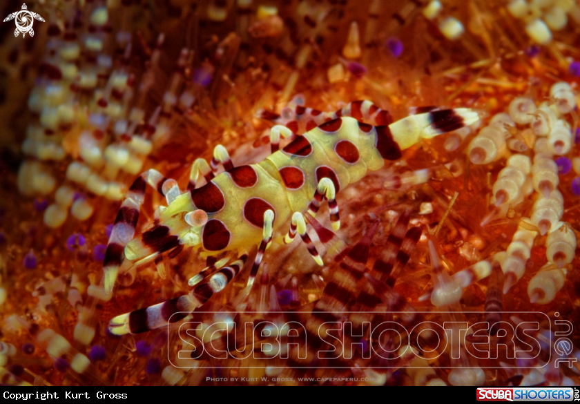 A Coleman Shrimp
