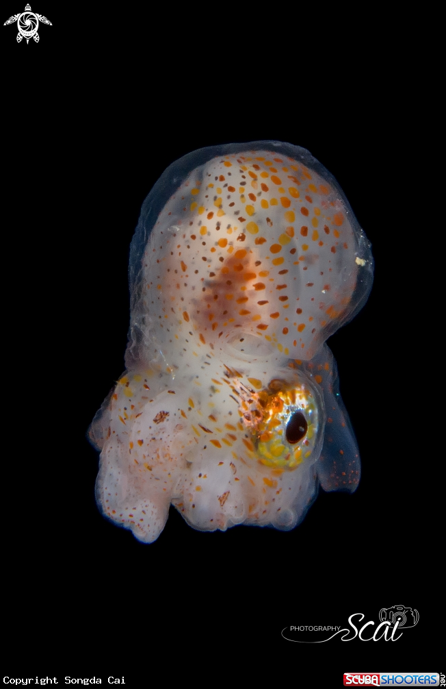 A Paper Nautilus
