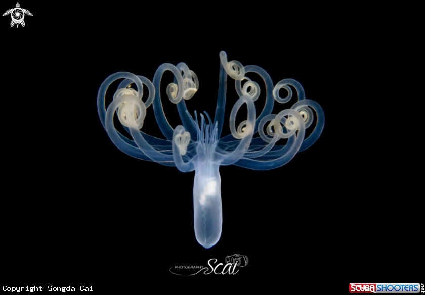 A Jelly fish 