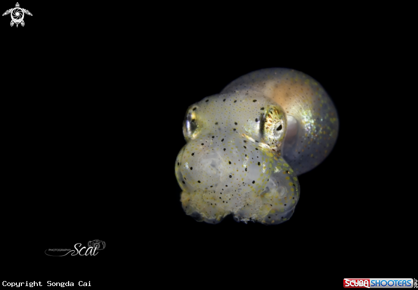 A Octopus sp.