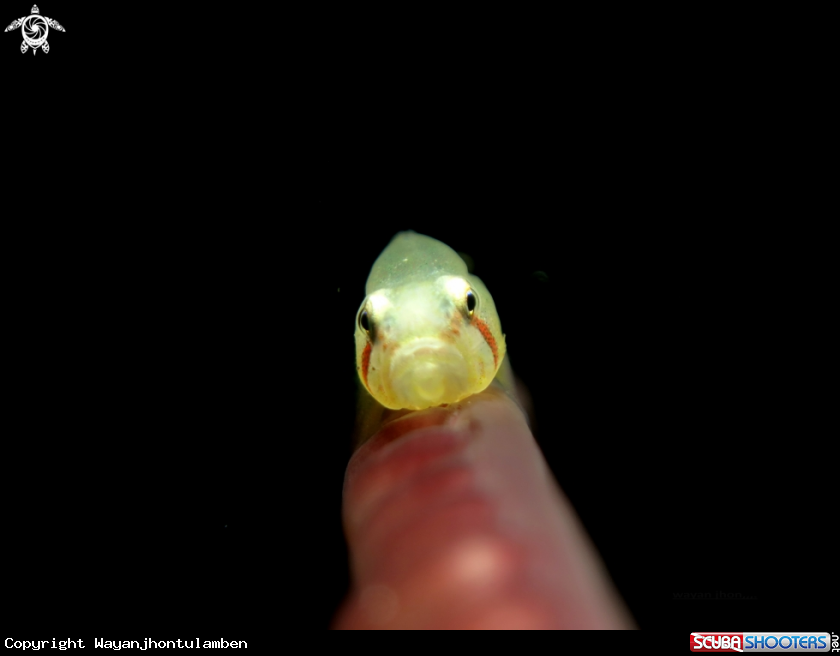 A Goby
