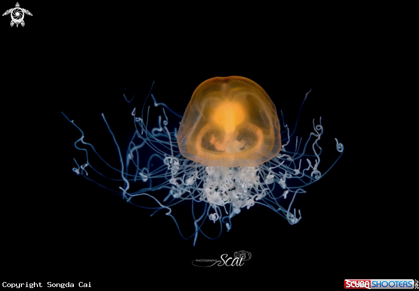 A Immortal Jelly Fish