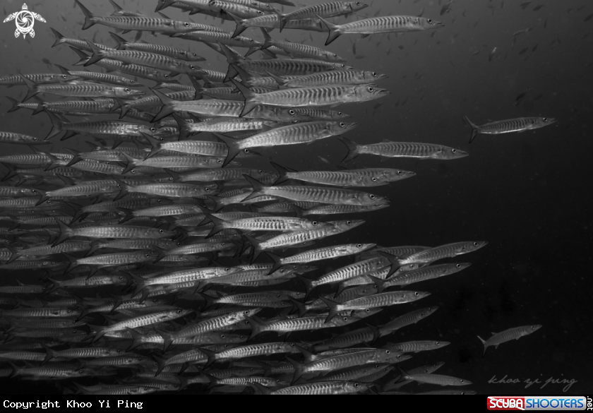 A Barracuda