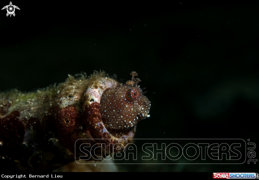 A Blenny 