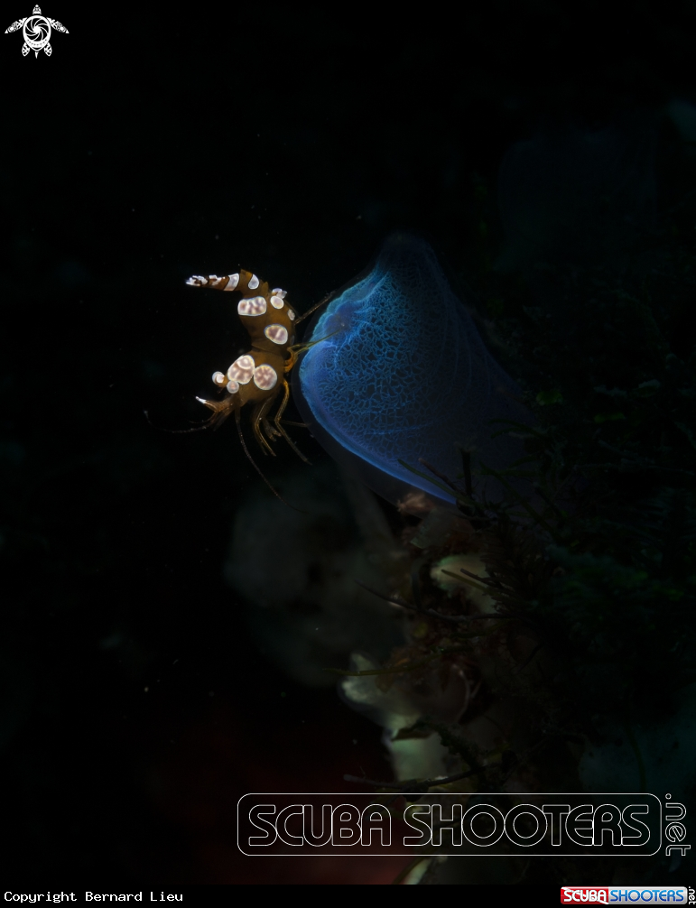 A Sexy Shrimp
