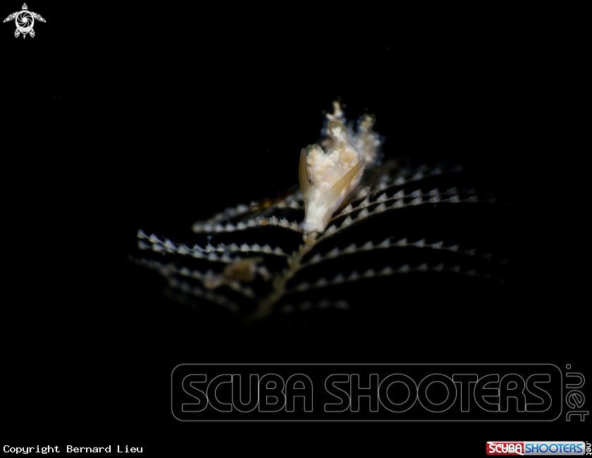 A Nudibranch 