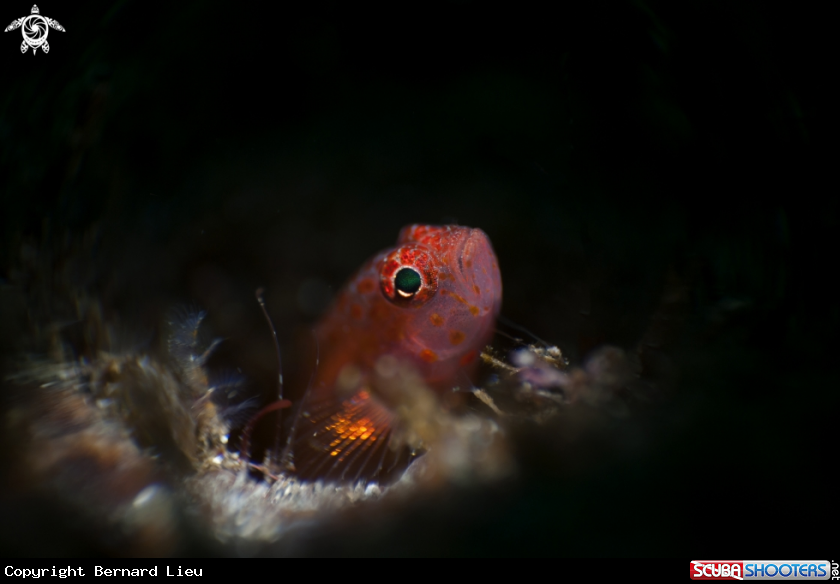 A Goby