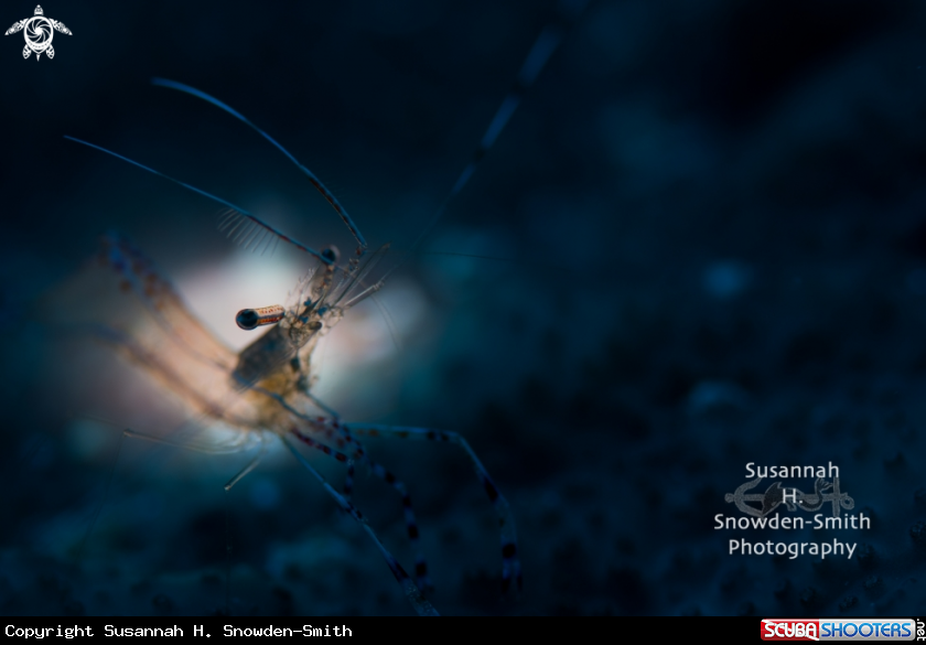 A Spotted cleaner shrimp